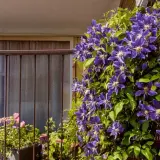 Une magnifique plante grimpante aux fleurs violettes épanouies sur un balcon, avec d'autres fleurs en arrière-plan.