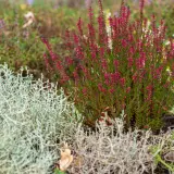 Un bouquet de bruyère rose vif et une fleur pourpre solitaire se dressent dans un jardin, une belle plante verte d'extérieur.