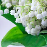 Un bouquet de muguet blanc et délicat, avec ses feuilles vertes. Pour savoir comment conserver le muguet, il faut le mettre dans l'eau fraîche.