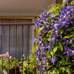 Une magnifique plante grimpante aux fleurs violettes épanouies sur un balcon, avec d'autres fleurs en arrière-plan.