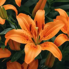 Des lys orange éclatants, symboles de passion et de confiance, s'épanouissent parmi des feuilles vertes.
