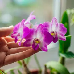 Une main caresse délicatement une orchidée violette, symbole de beauté et de luxe.