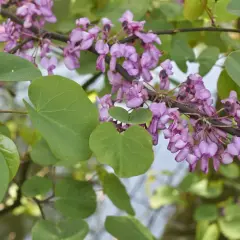 Rameau d'un arbre de Judée couvert de fleurs roses et de feuilles vertes en forme de cœur.