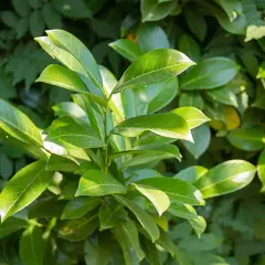 Feuilles vertes et brillantes d'un laurier palme, baignées de soleil.