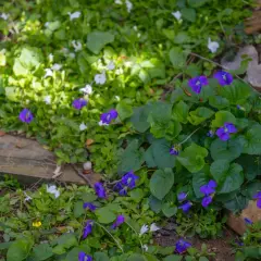 Des violettes bleues et des petites fleurs blanches poussent dans un parterre de verdure, bordé de pierres.