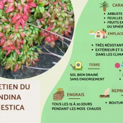 Feuillage rouge et vert d'un bambou sacré (Nandina domestica), avec des conseils d'entretien.