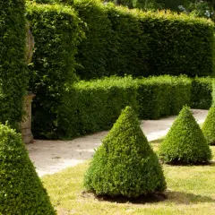 Jardin à la française avec des thuyas taillés en cône, parfaits pour savoir quand tailler les thuyas.
