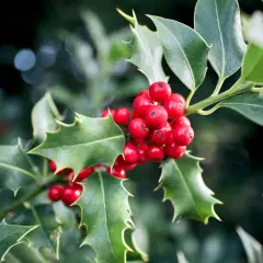 Un bouquet de gui et houx aux baies rouges vives et aux feuilles vertes piquantes, évoquant l'esprit de Noël.