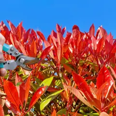 Main d'un jardinier tenant un sécateur pour la taille d'un photinia aux feuilles rouges vives sous un ciel bleu.