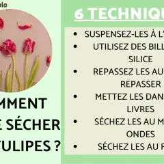 Comment faire sécher des tulipes : 6 techniques illustrées, dont suspendre à l'envers ou utiliser des billes de silice.