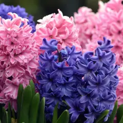 Un bouquet de jacinthes d'Orient roses et bleues, aux grappes florales denses et parfumées, émerge de feuilles vertes.