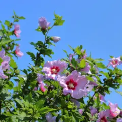 Arrosage hibiscus sous un ciel bleu. Les fleurs roses et violettes s'épanouissent, une abeille butine.