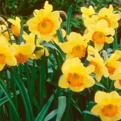 Un bouquet de narcisses des bois aux pétales jaunes vifs et aux corolles orangées, émergeant d'un feuillage vert profond.