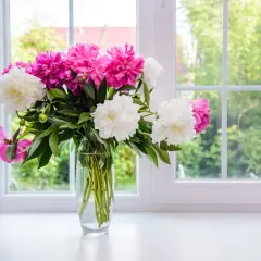 Un bouquet de pivoines roses et blanches dans un vase en verre sur un rebord de fenêtre. Astuces pour comment conserver un bouquet de fleurs.