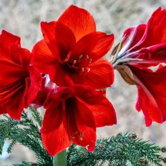 Magnifiques amaryllis rouges, symboles de beauté et de fierté. Leurs pétales veloutés s'épanouissent avec éclat, évoquant la signification de l'amaryllis.