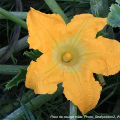 Une magnifique fleur de courge mâle, d'un jaune éclatant, s'épanouit au milieu des tiges et feuilles vertes.