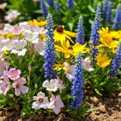 Un parterre coloré de plantes plein soleil sans arrosage : fleurs roses, blanches, jaunes et bleues s'épanouissent dans la terre sèche.