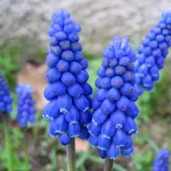 Grappes de muscari à grappe bleues éclatantes, aux petites clochettes blanches au bout, se dressent dans un jardin verdoyant.