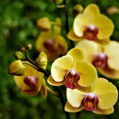 Grappe d'orchidées jaunes, symbolisant la joie et l'amitié. Leurs pétales délicats contrastent avec le fond vert flou.
