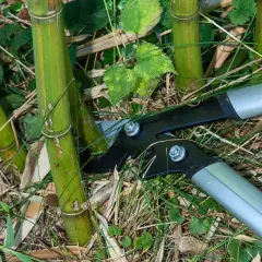 Des sécateurs s'apprêtent à effectuer la taille bambou, coupant une tige verte au milieu d'autres pousses et de feuilles mortes.