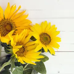 Trois tournesols éclatants sur fond blanc. Ce bouquet de tournesol, symbole de joie et de vitalité, illumine la scène.