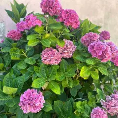 Gros plan sur des hortensias roses et violets luxuriants. Le feuillage vert vif contraste avec les fleurs. Idéal pour savoir que mettre au pied des hortensias.