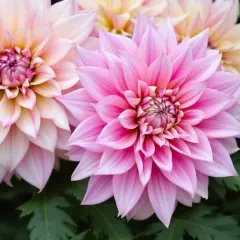 Dahlias rose et pêche, symboles de grâce et de beauté. La signification du dahlia est souvent liée à la dignité et à l'élégance.