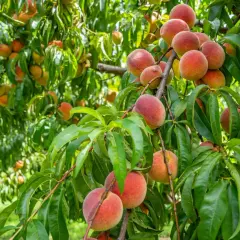 Un arbre fruitier nain porte une abondance de pêches mûres, leurs teintes rosées et orangées contrastant avec le feuillage vert luxuriant.