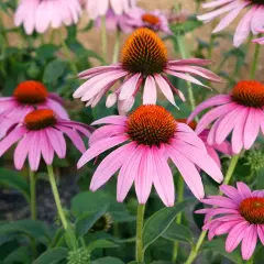Un parterre de fleurs d'Echinacea purpurea aux pétales roses vifs et aux cœurs orange.