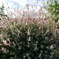 Un arbuste de saule crevette sur tige, aux feuilles panachées de blanc et de rose pâle, se dresse sous un ciel bleu nuageux.