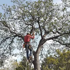 Un élagueur grimpe à l'échelle pour la taille d'un olivier majestueux, ses branches s'étendant sous un ciel bleu.
