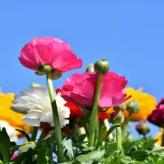 Renoncules roses et blanches sous un ciel bleu. La renoncule signification : éclat et charme.