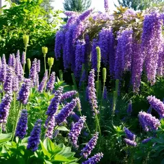 Un jardin luxuriant déborde de grappes de **fleur violette** vibrantes, certaines tombant en cascade, d'autres dressées fièrement.