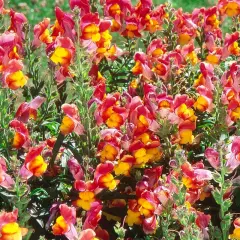 Un champ de fleurs gueule de loup aux teintes roses et jaunes éclatantes, leurs pétales s'ouvrant comme de petites bouches sur un fond verdoyant.