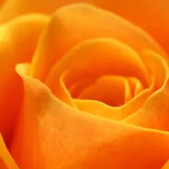 Gros plan sur une rose orange aux pétales veloutés. La rose orange symbolise la passion et l'enthousiasme.