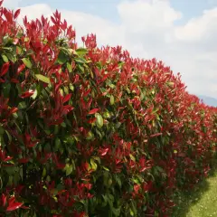 Une haie qui pousse vite sans entretien, avec des feuilles rouges et vertes éclatantes sous un ciel bleu.