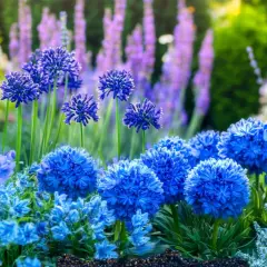 Un parterre de fleurs bleues éclatantes, avec des boules de fleurs bleues intenses et des grappes plus petites, baignant dans la lumière du soleil.
