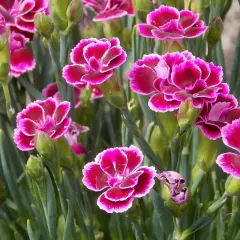 Un bouquet d'œillet, dont le nom latin est Dianthus, aux pétales rose vif bordés de blanc.
