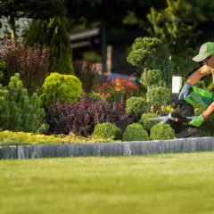 Un jardinier taille un arbuste persistant dans un jardin luxuriant.