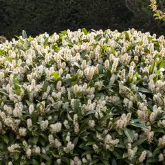 Un buisson de laurier cerise en pleine floraison, ses grappes de fleurs blanches créent un nuage vaporeux sur le feuillage vert foncé.