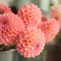 Un bouquet de fleurs dahlia roses, aux pétales délicats et concentriques, évoque la douceur d'un après-midi d'été.