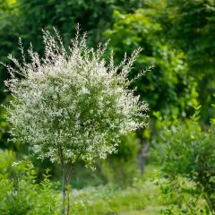 Un saule crevette aux feuilles blanches et vertes, taillé en boule, se dresse au milieu d'une végétation luxuriante.