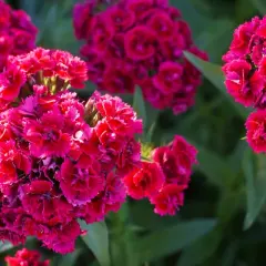 Grappes de fleurs d'œillet rouge vif, un symbole de passion et d'amour, se détachant sur un fond de verdure douce.