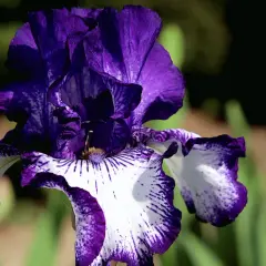 Magnifique iris fleur aux pétales violets et blancs, veinés de pourpre. Une merveille de la nature.