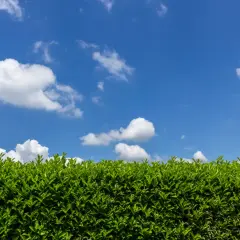 Une haie persistante d'un vert éclatant sous un ciel bleu parsemé de nuages blancs.