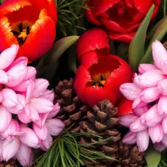 Des jacinthes couleur rose pâle et des tulipes rouges éclatantes se mêlent à des pommes de pin et des aiguilles de sapin.
