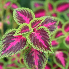 Plante aux feuilles vibrantes, un mélange de rouge profond, de rose vif et de bordures vert citron.