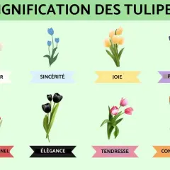 Illustration de tulipes de différentes couleurs, chacune symbolisant une signification spirituelle : amour pur, sincérité, joie, prospérité, amour éternel, élégance, tendresse et confiance.