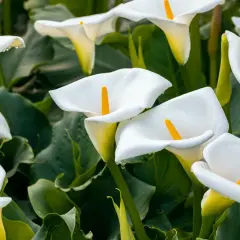 Un parterre de callas blancs aux pistils jaunes, leurs pétales délicatement courbés, semblent prêts à accueillir la rosée du matin.