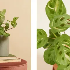 Plante chat aux feuilles vertes et crème, posée dans un pot gris sur des livres.